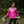 Proviz Nightrider 2.0 Women's Cycling Jacket Pink - Daytime